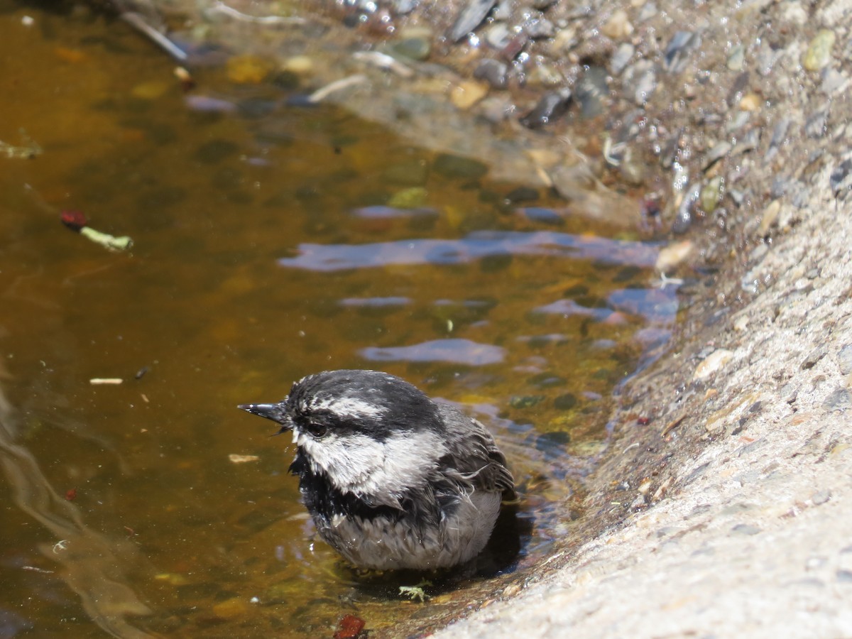 Mountain Chickadee - ML619771374