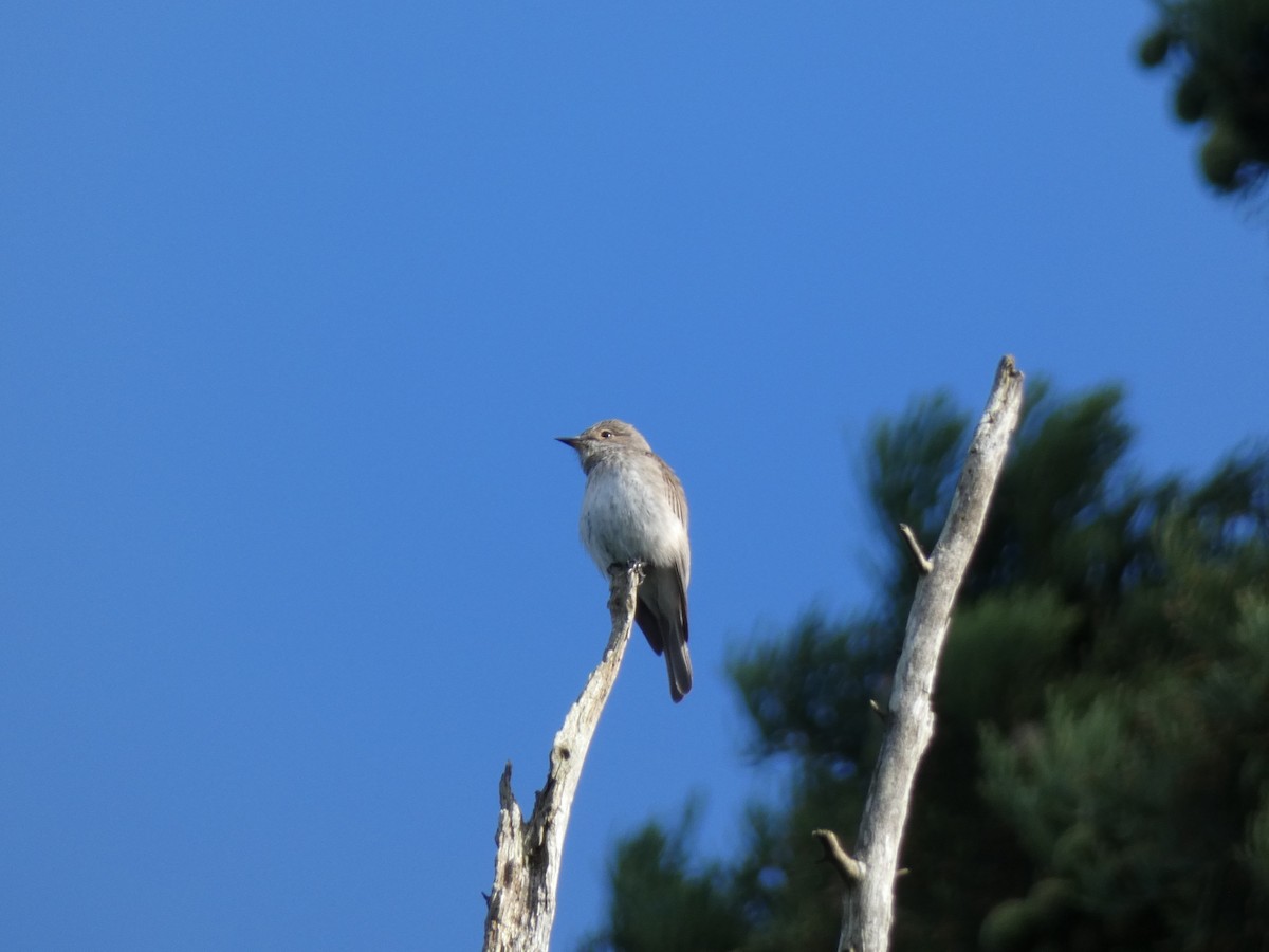 Spotted Flycatcher - ML619771378