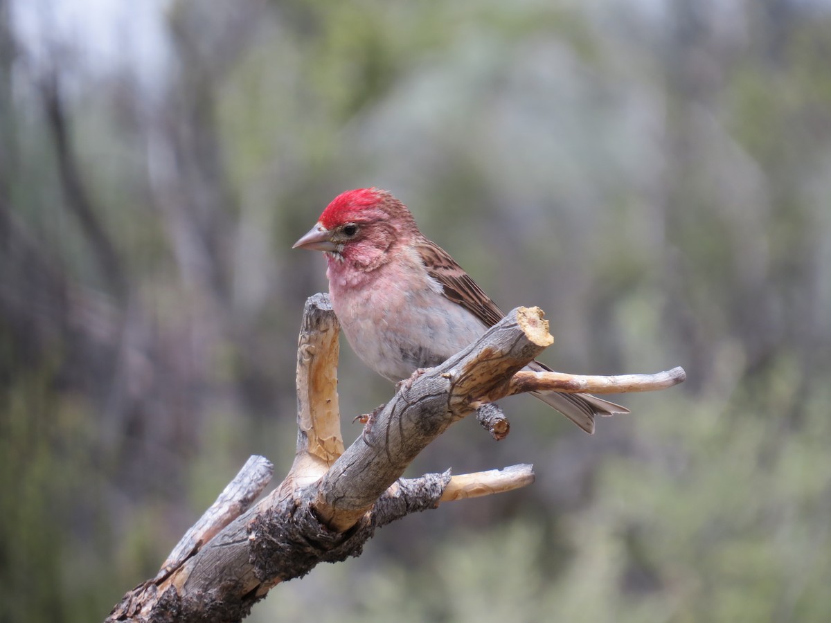 Cassin's Finch - ML619771407