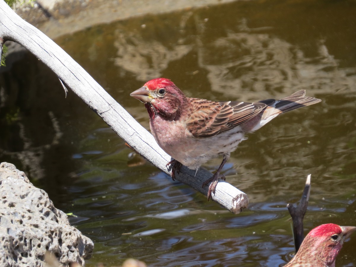 Cassin's Finch - ML619771412