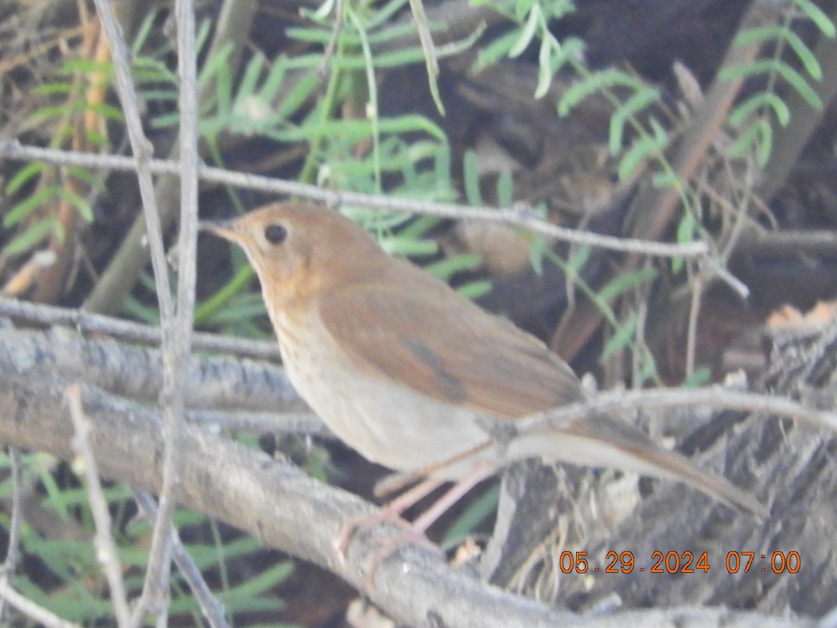 Veery - ML619771448