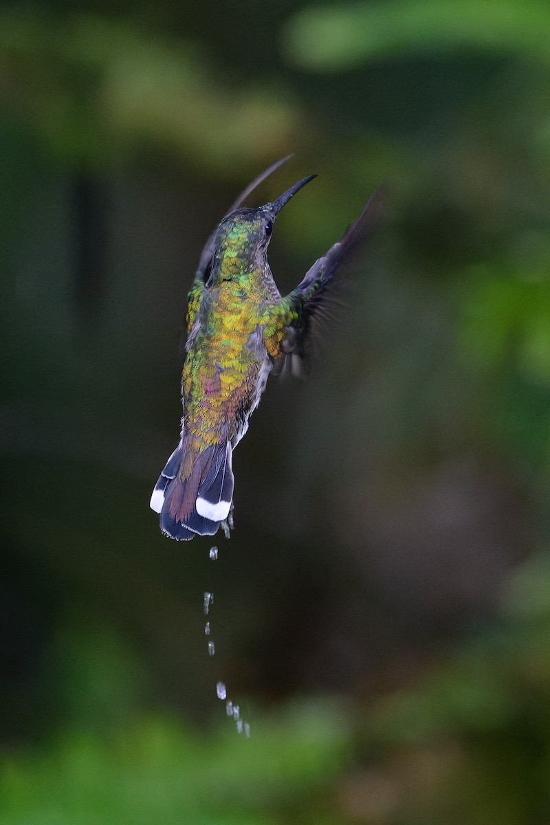 Colibrí Nuquiblanco - ML619771454