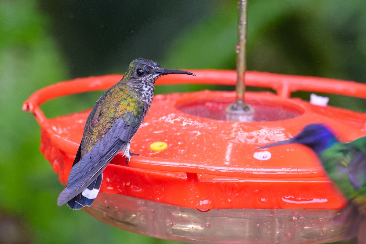 White-necked Jacobin - ML619771455