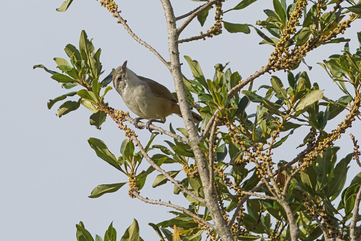 Cabanis's Wren - ML619771467