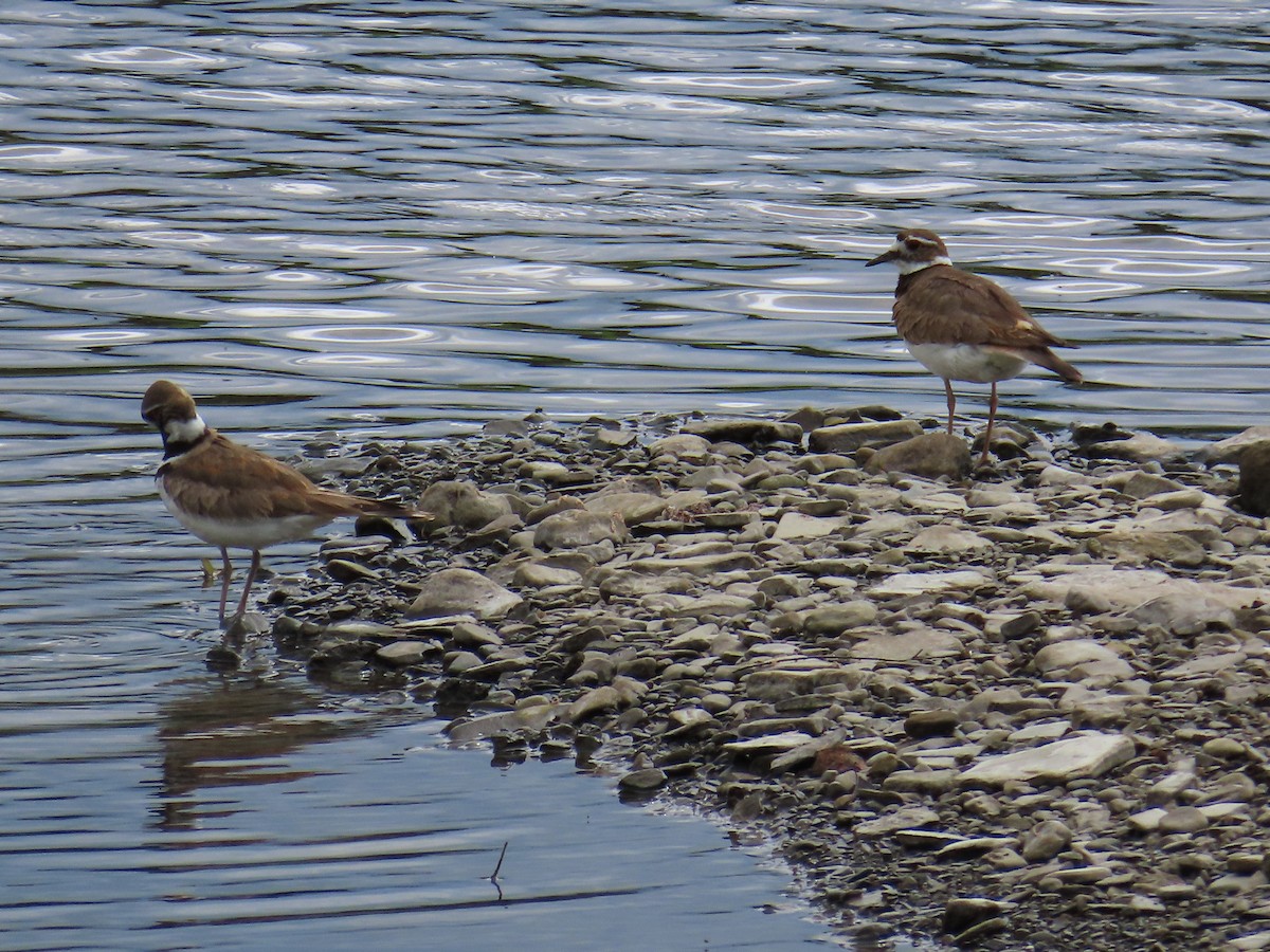 Killdeer - ML619771473