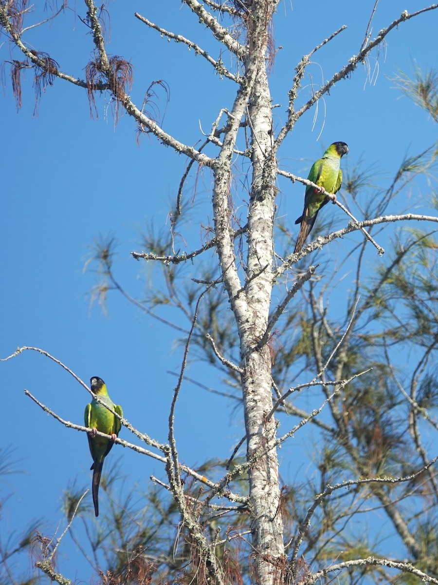 Nanday Parakeet - ML619771483