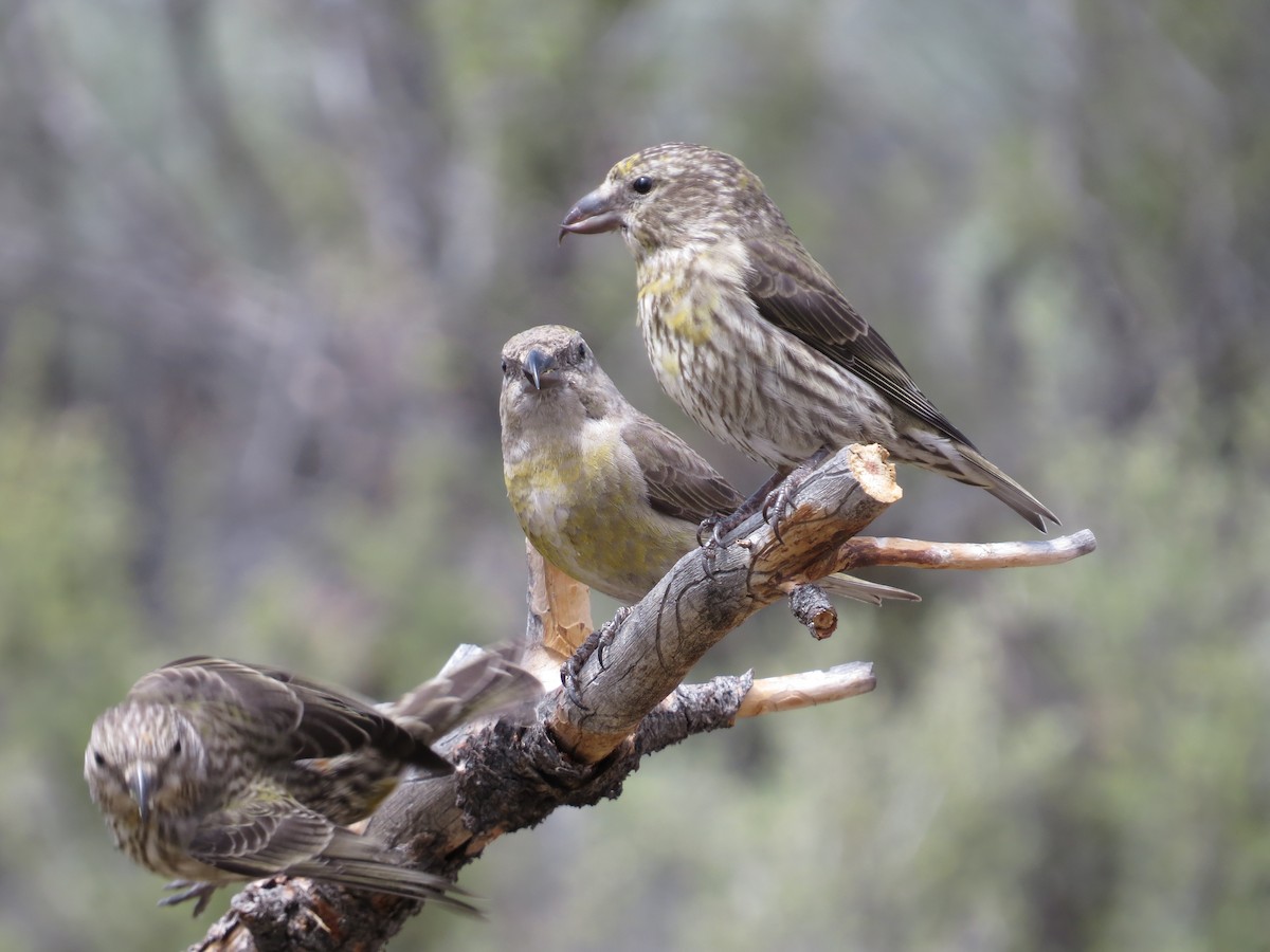 Red Crossbill - ML619771485