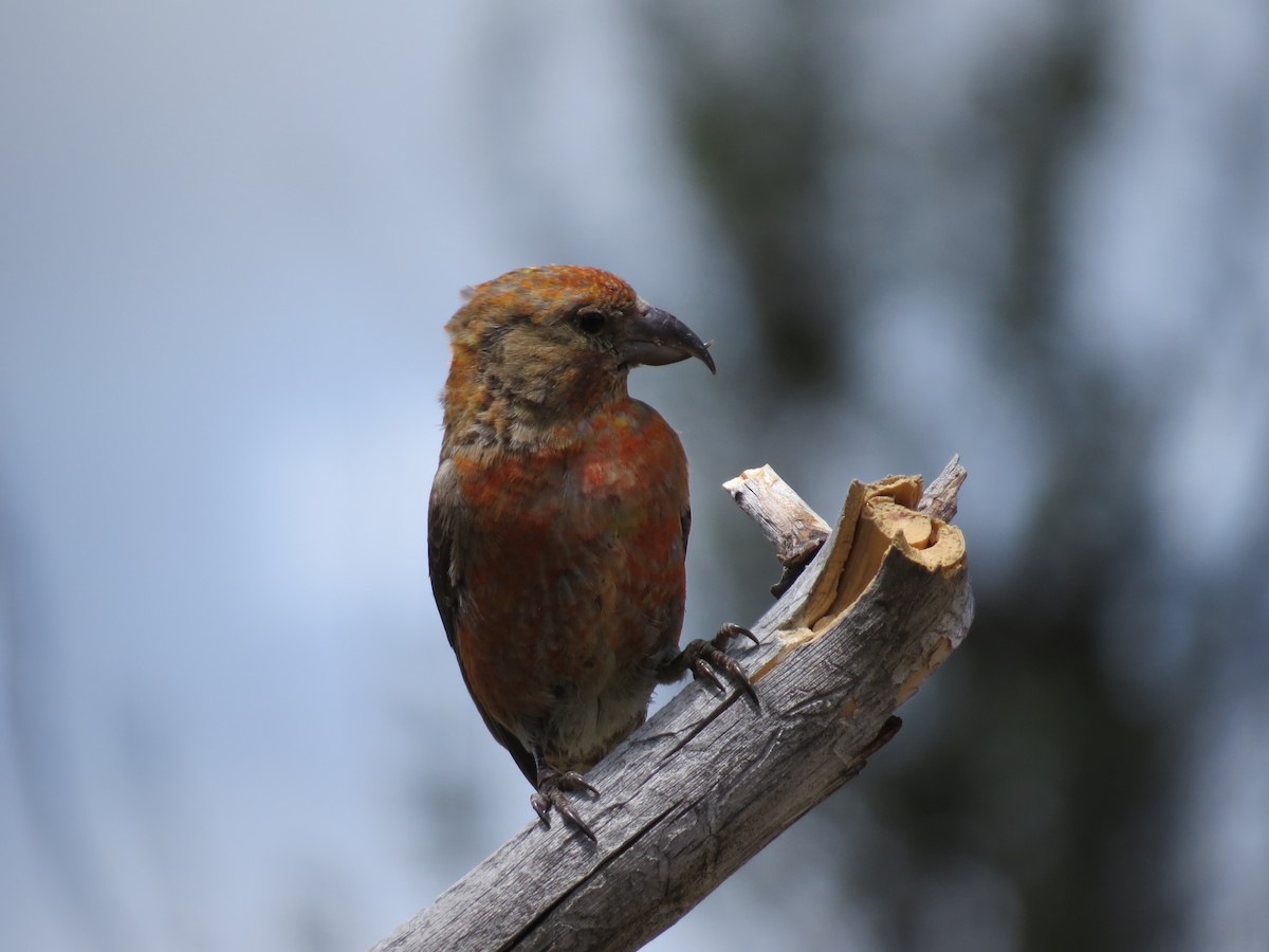 Red Crossbill - ML619771486