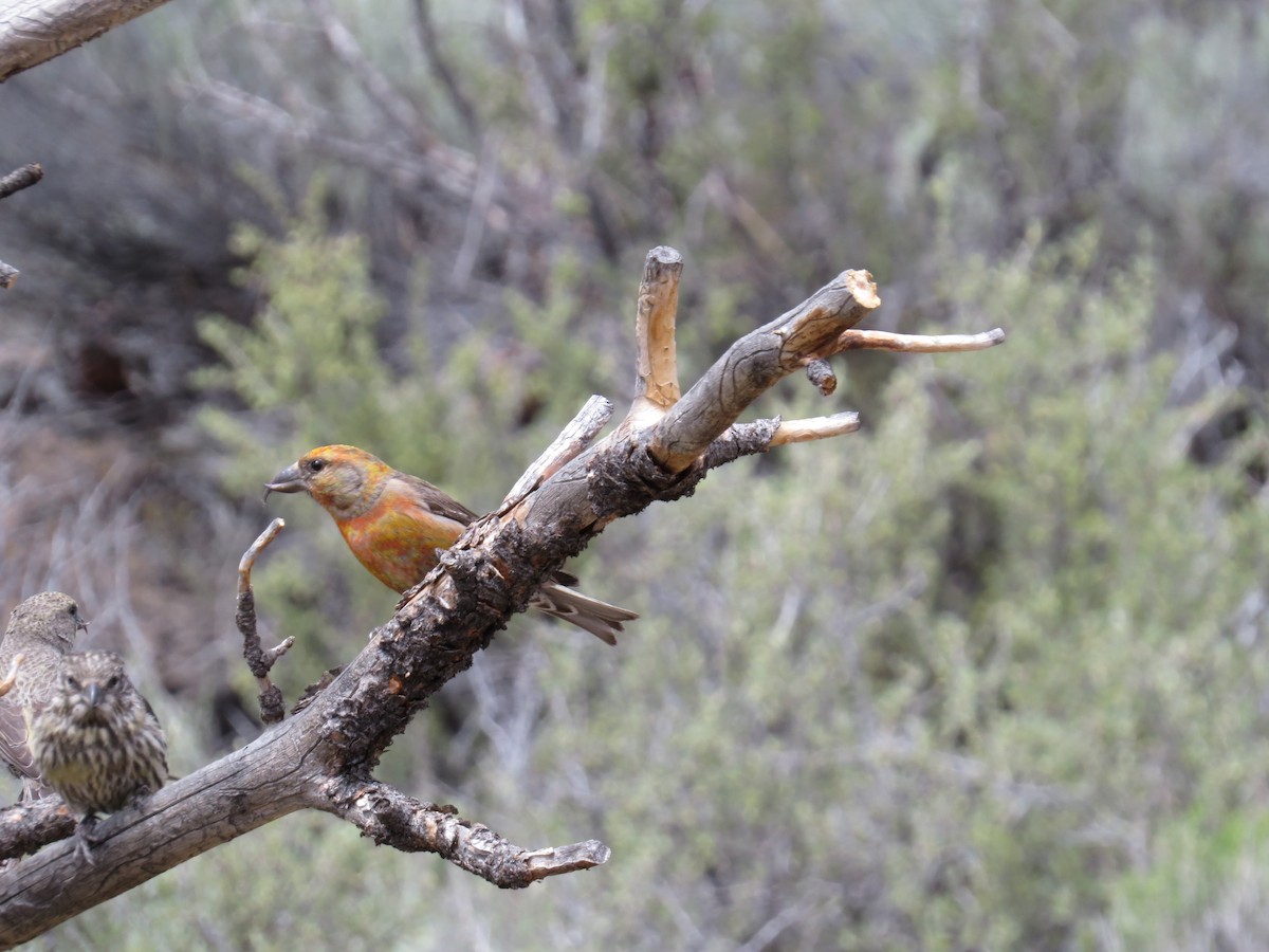 Red Crossbill - ML619771487