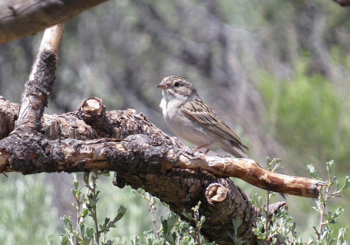 Brewer's Sparrow - ML619771493