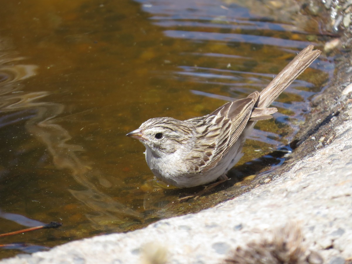 Brewer's Sparrow - Anne Heyerly