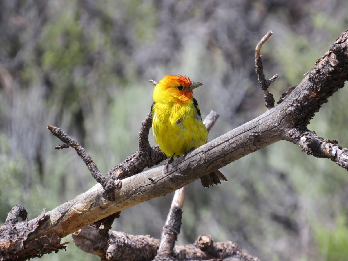 Western Tanager - ML619771502