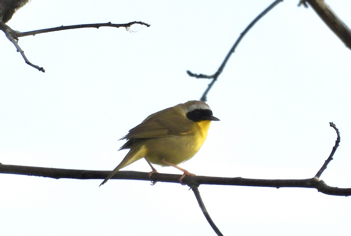 Common Yellowthroat - Cindy  Ward