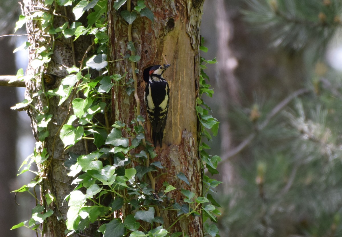 Great Spotted Woodpecker - Dimitris Dimopoulos