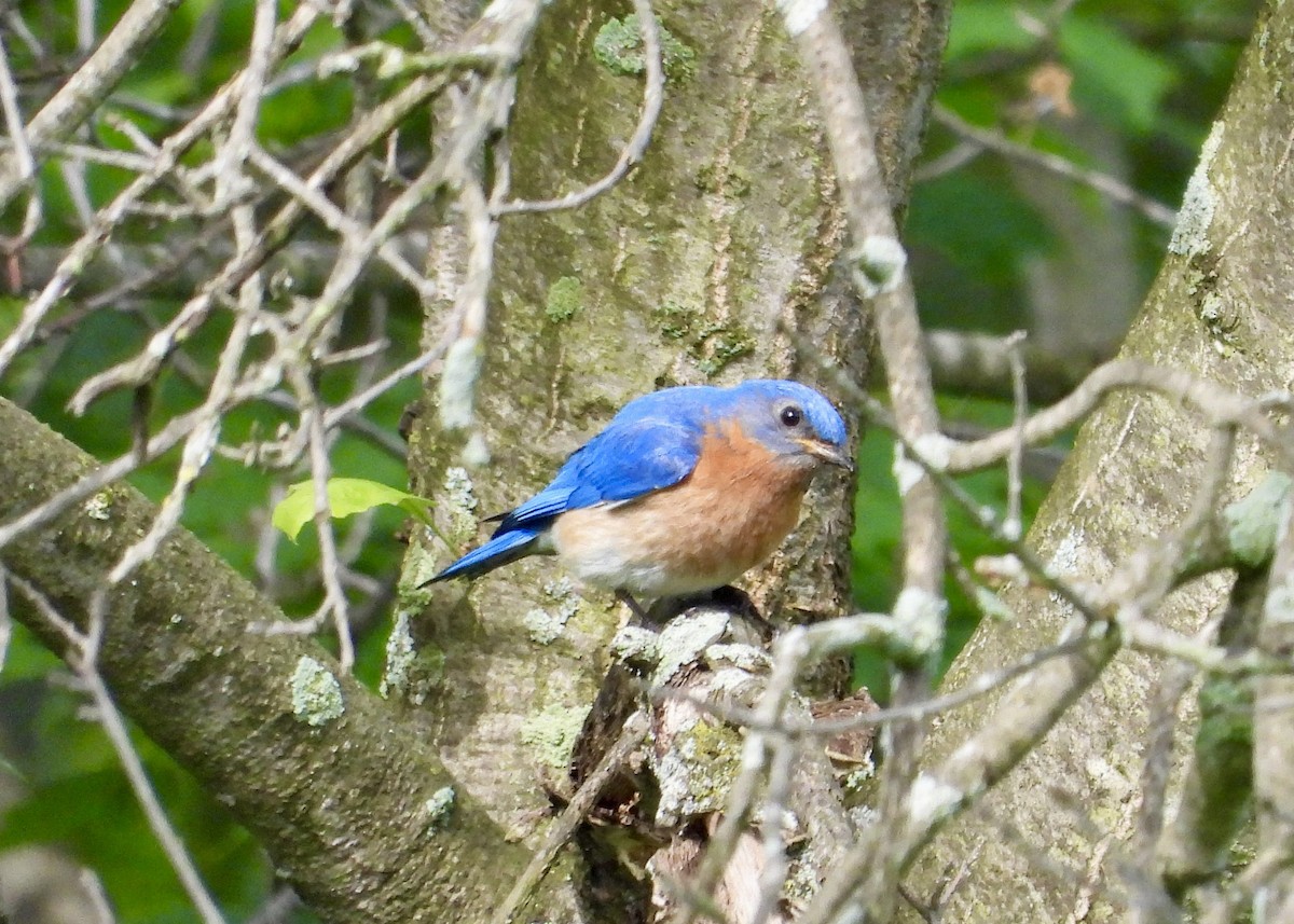 Eastern Bluebird - ML619771544