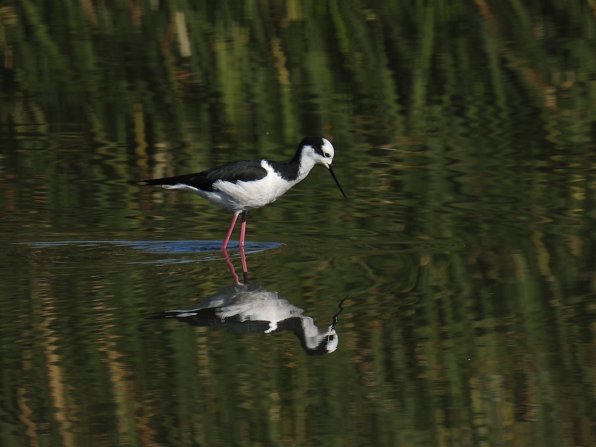 Black-necked Stilt - ML619771567