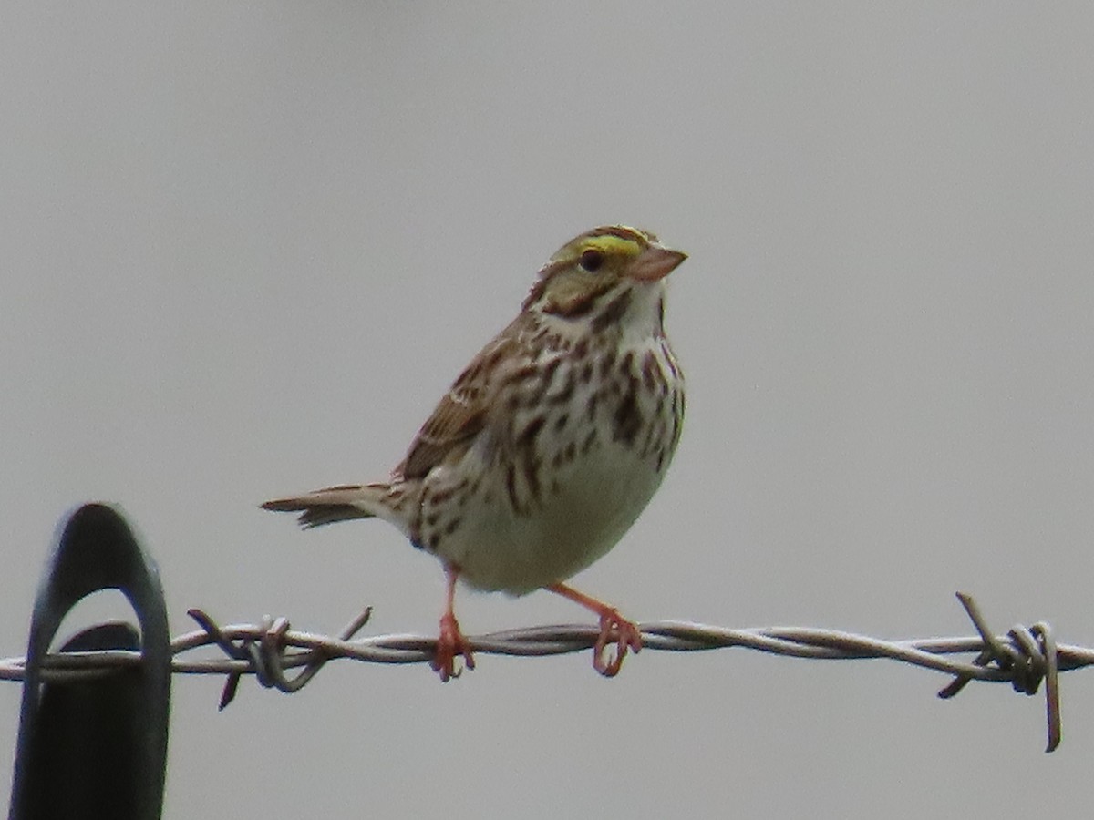 Savannah Sparrow - ML619771578