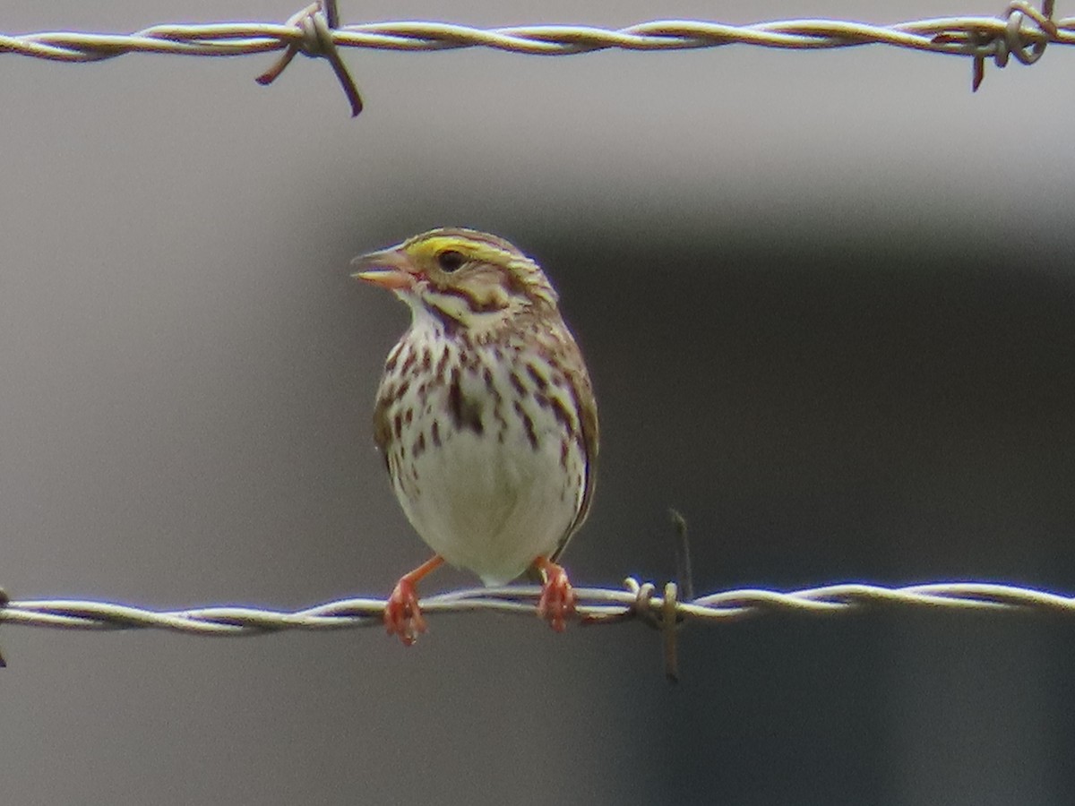 Savannah Sparrow - ML619771581