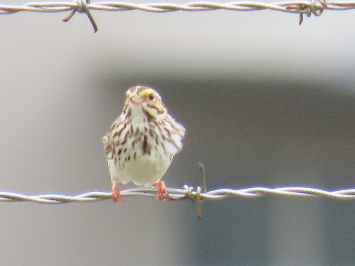 Savannah Sparrow - ML619771583