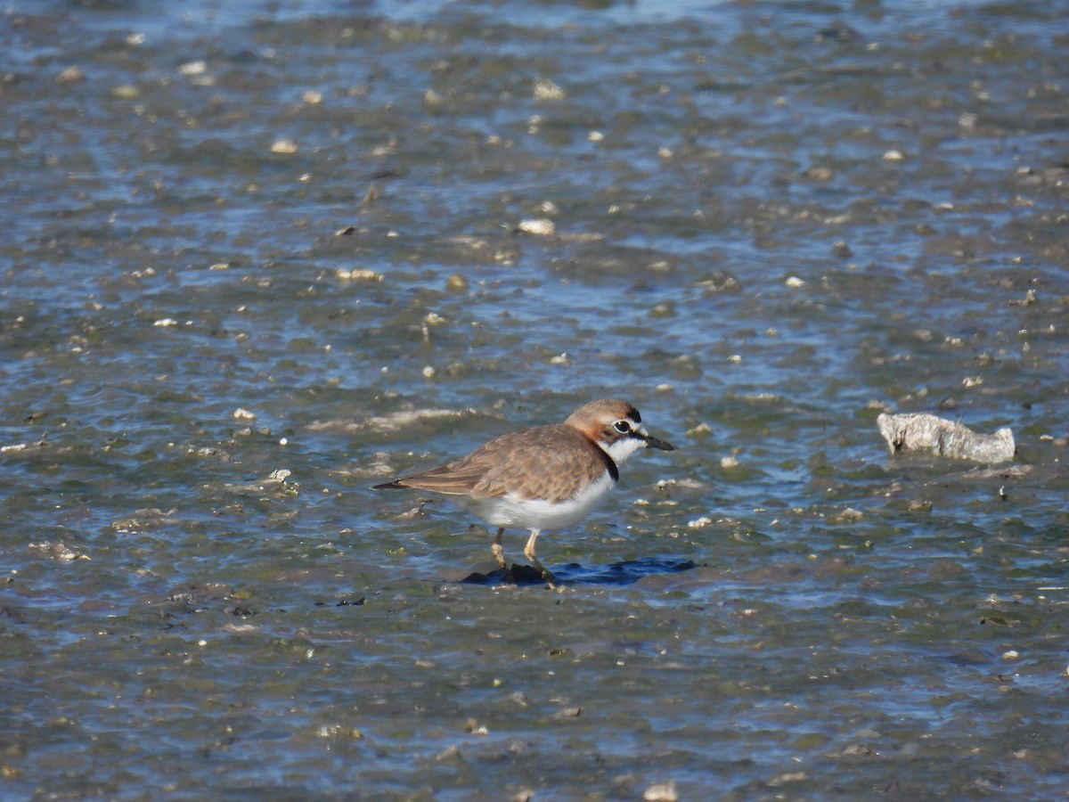 Collared Plover - ML619771584