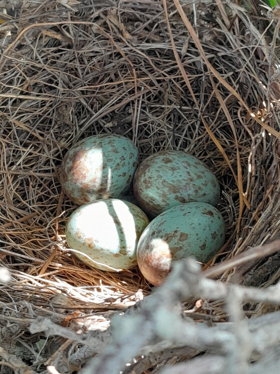Northern Mockingbird - ML619771600