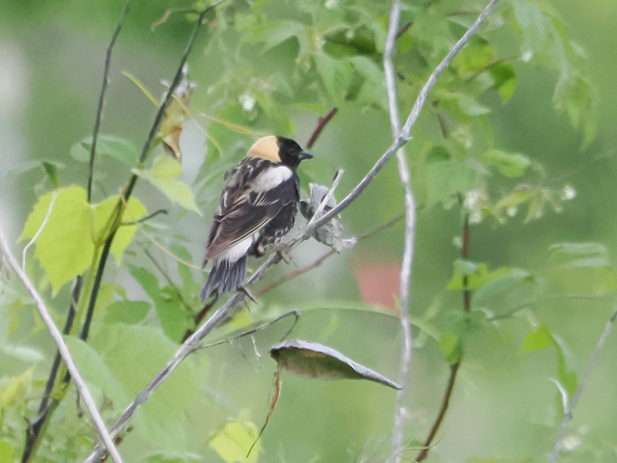 Bobolink - John Felton