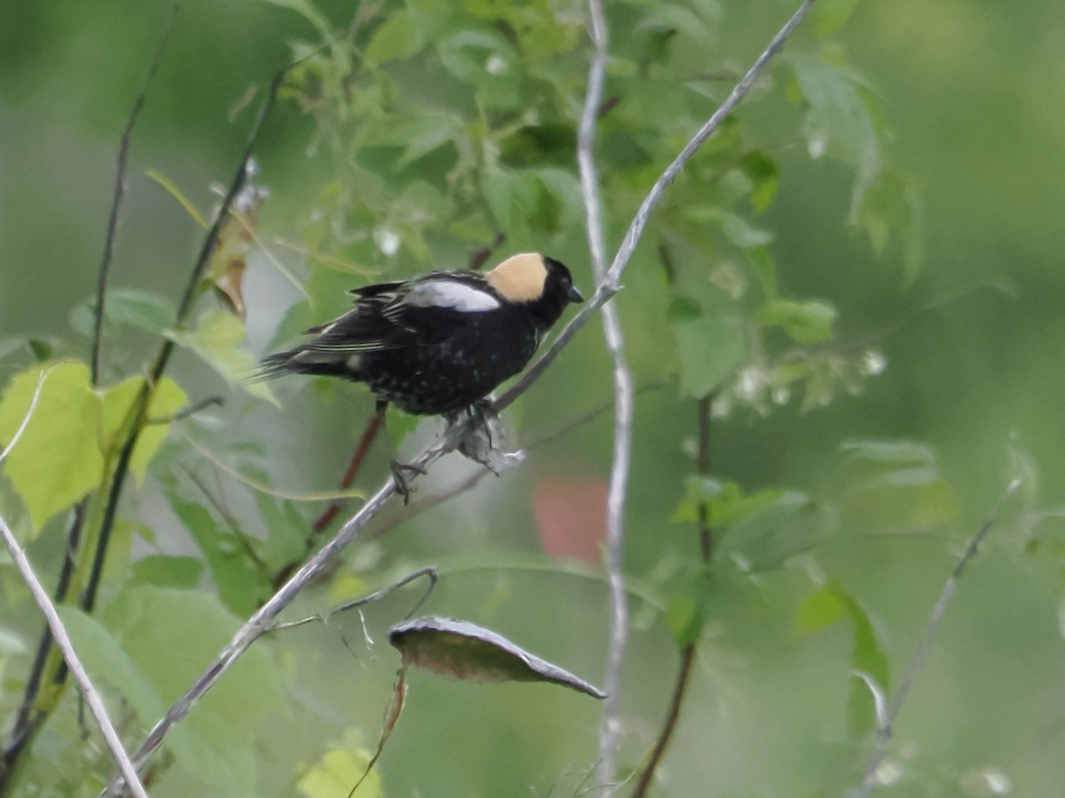 Bobolink - John Felton