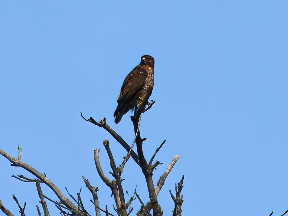 Breitflügelbussard - ML619771616