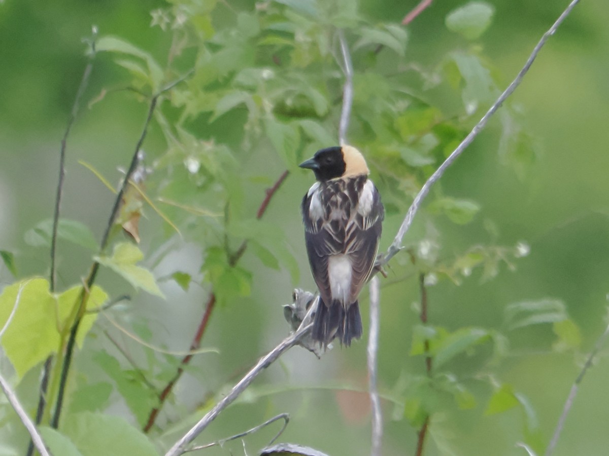 Bobolink - ML619771627