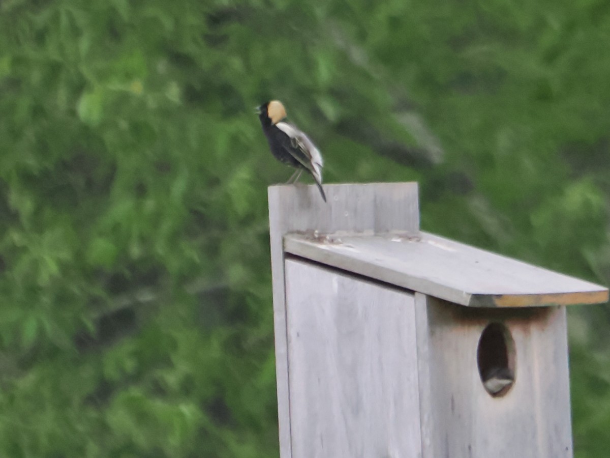 Bobolink - ML619771628