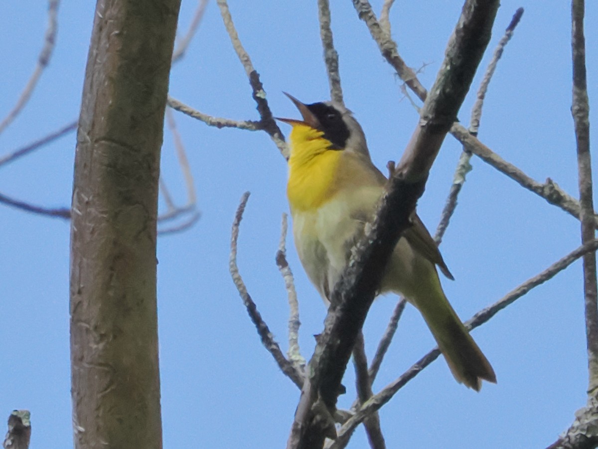 Common Yellowthroat - ML619771632