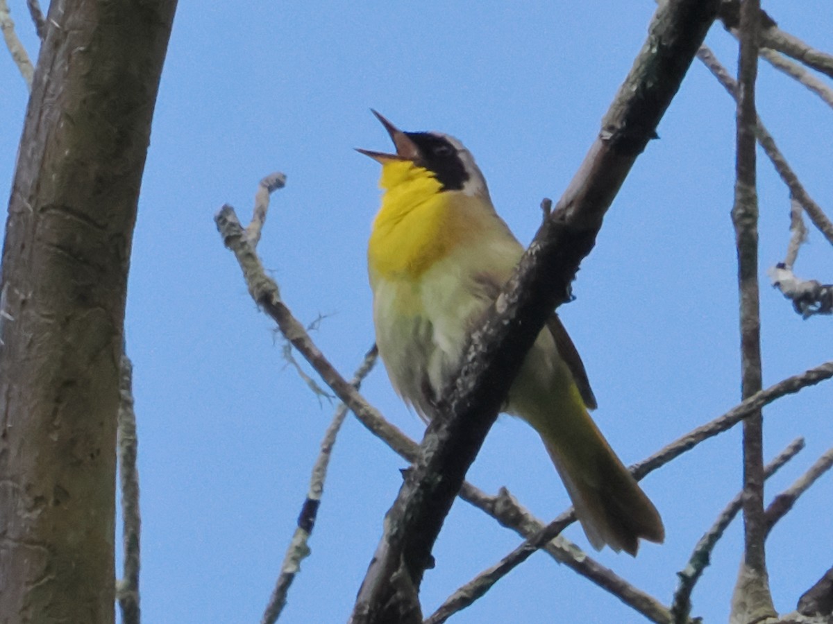 Weidengelbkehlchen - ML619771633