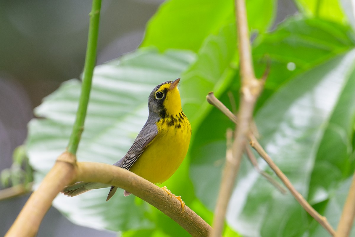 Canada Warbler - ML619771636