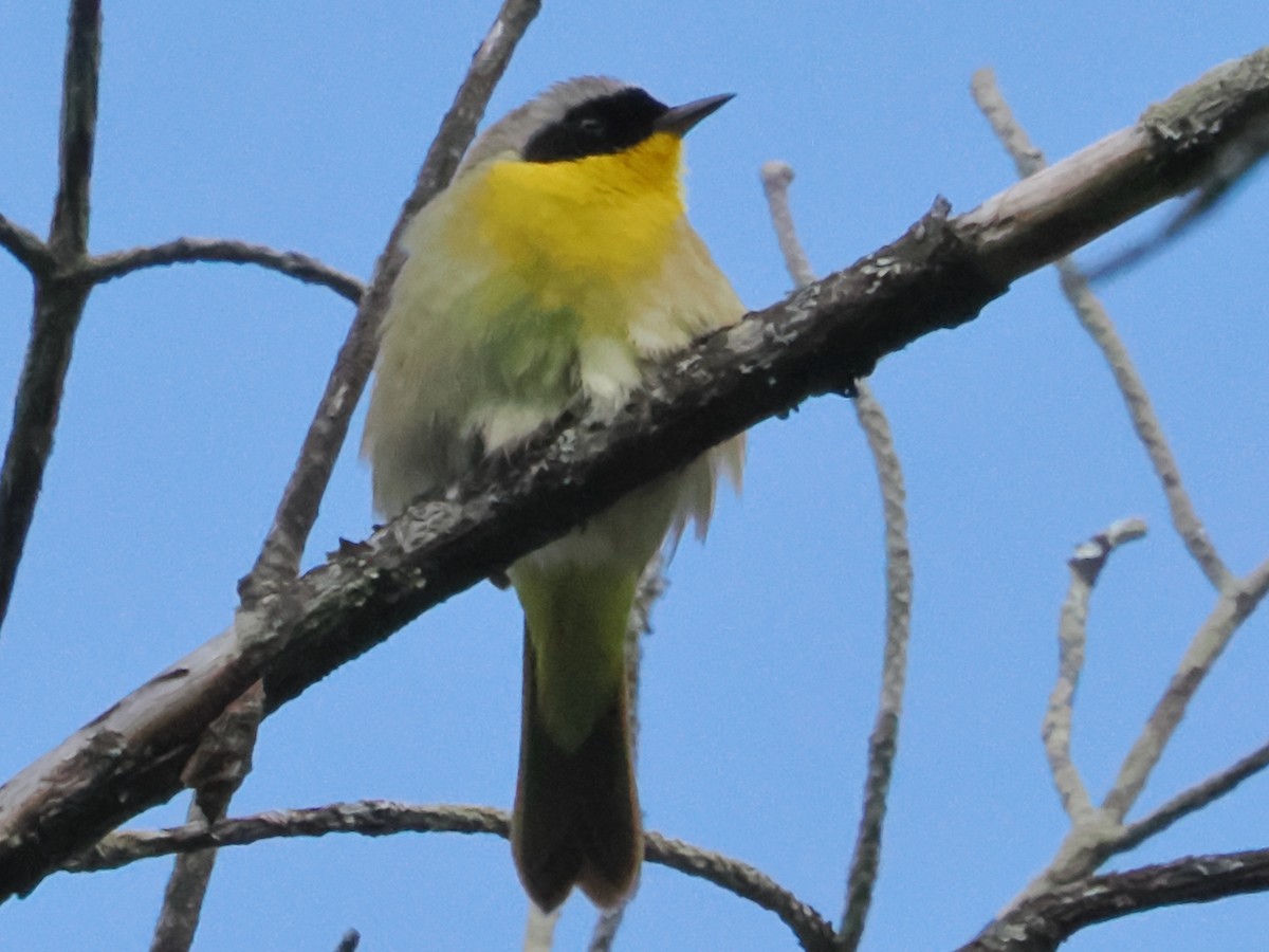 Common Yellowthroat - ML619771655