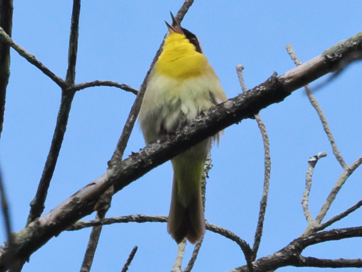 Weidengelbkehlchen - ML619771656