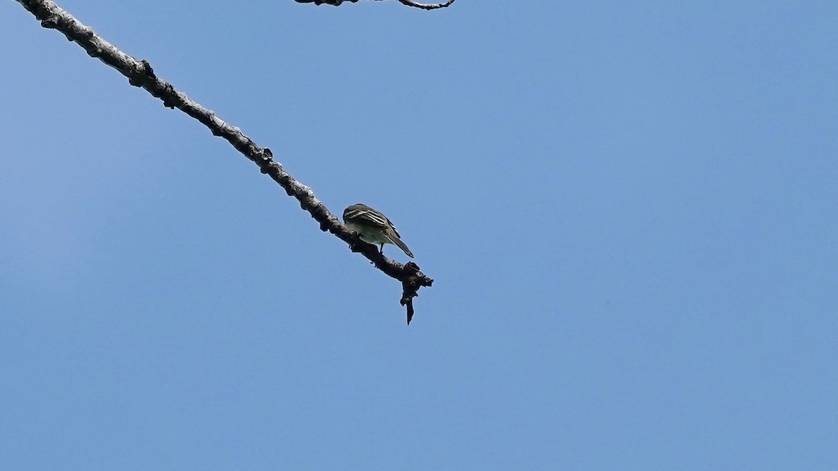 Willow Flycatcher - ML619771669