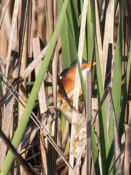 Least Bittern - ML619771685