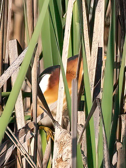 Least Bittern - Alan MacEachren