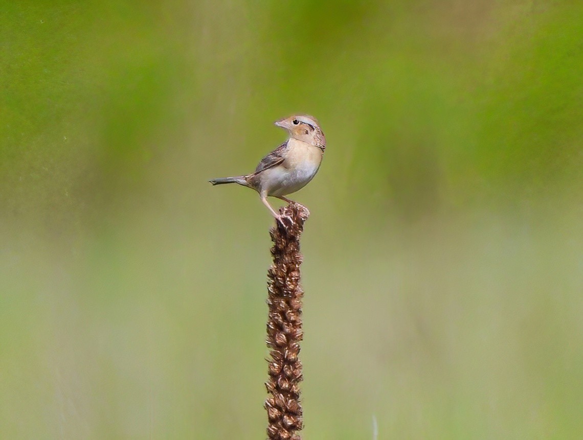 Grasshopper Sparrow - ML619771712