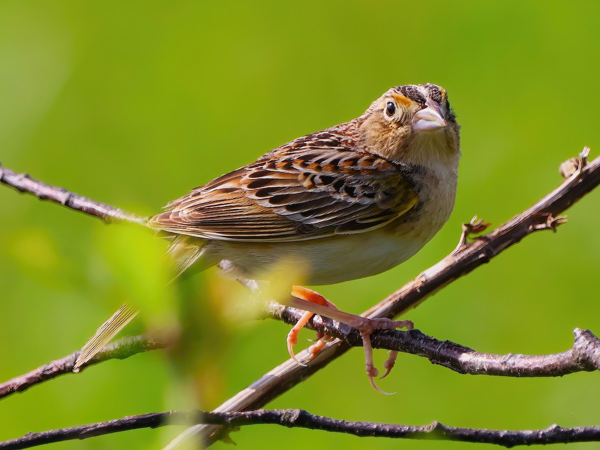 Grasshopper Sparrow - ML619771713