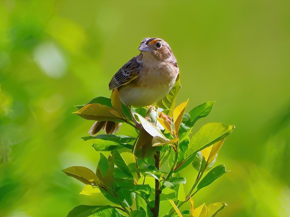 Grasshopper Sparrow - ML619771715