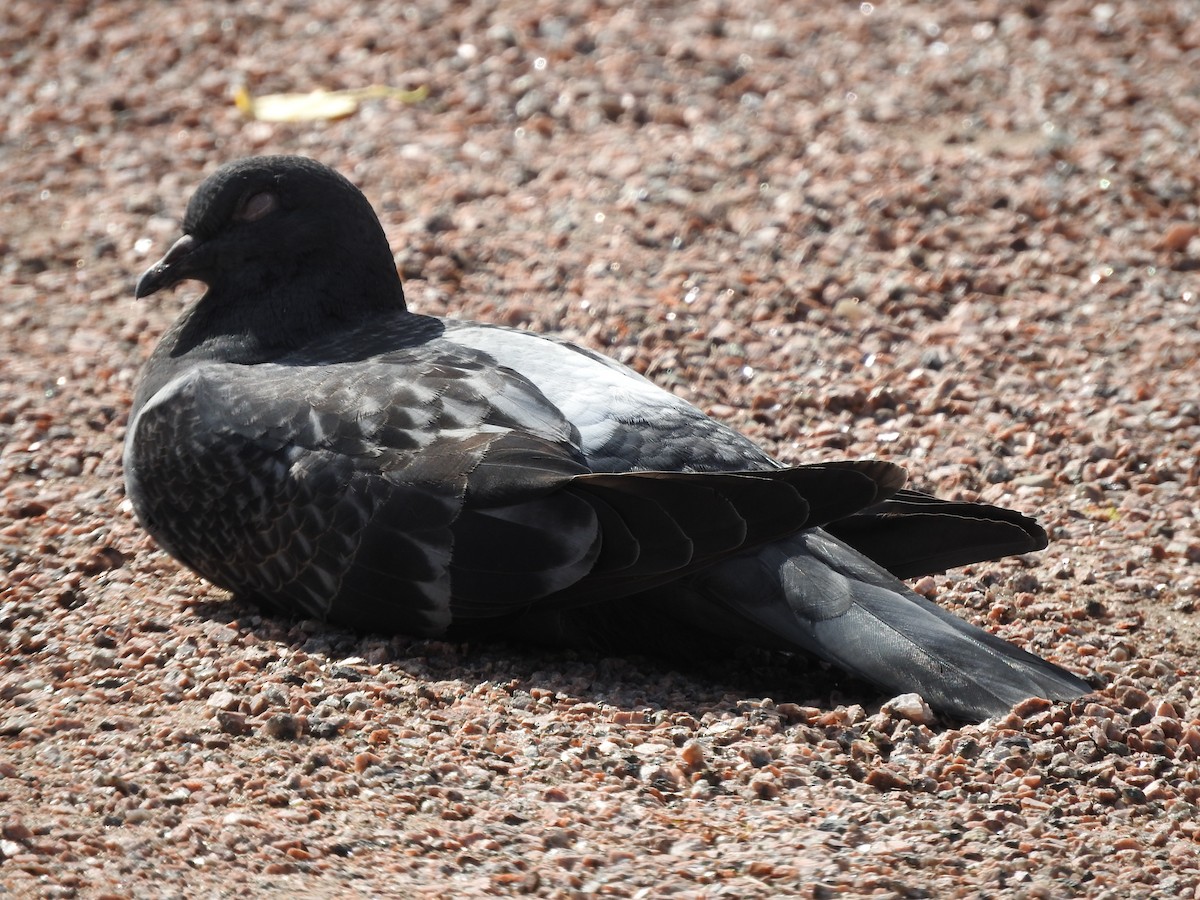 Rock Pigeon - ML619771724