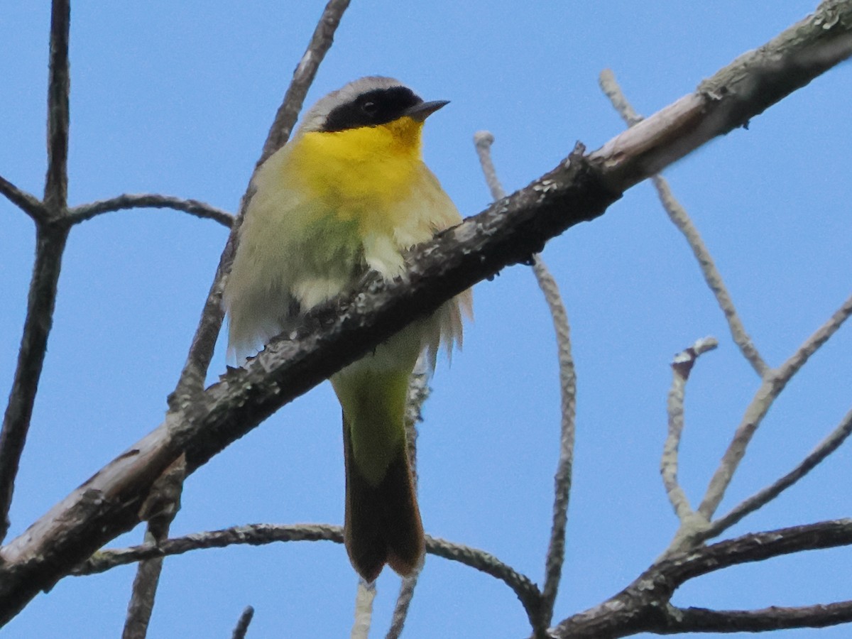 Common Yellowthroat - ML619771736