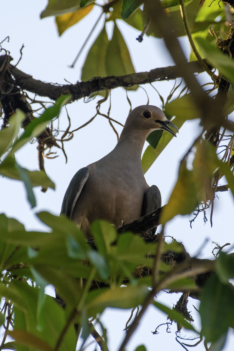 Green Imperial-Pigeon - ML619771742