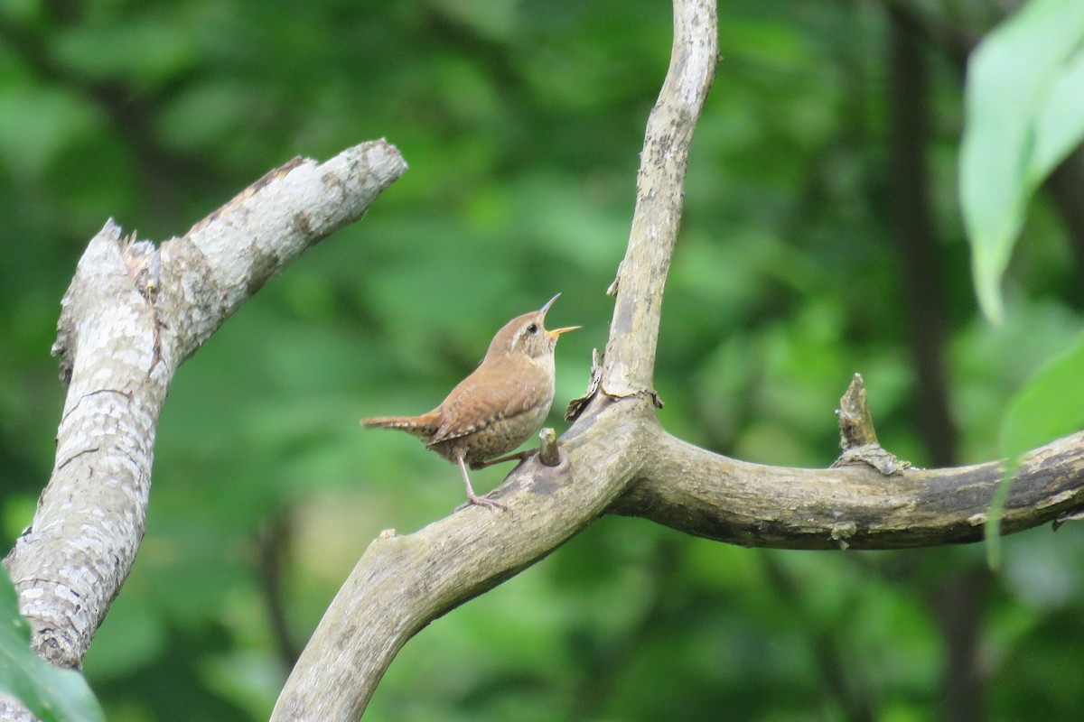 Eurasian Wren - ML619771744