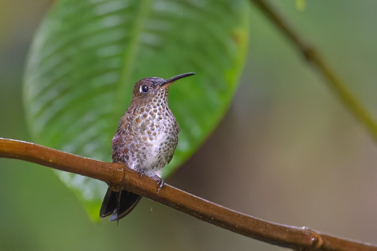 Many-spotted Hummingbird - ML619771748
