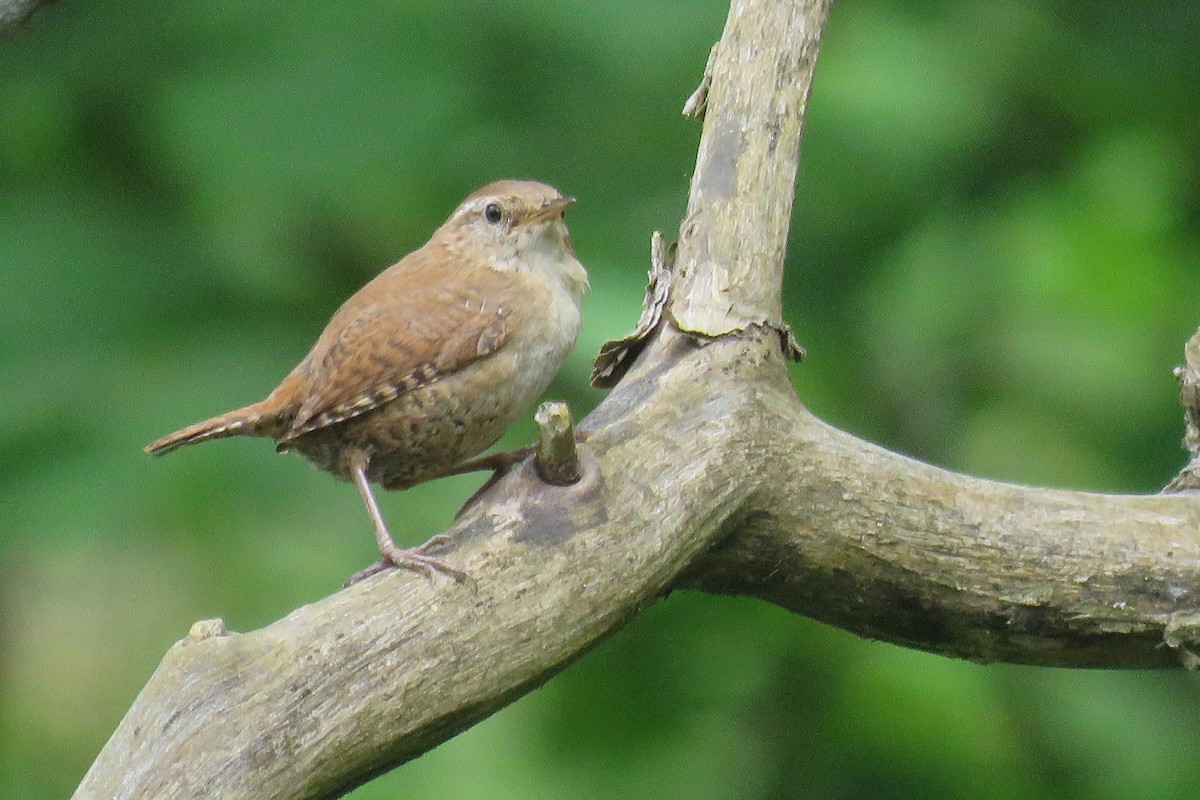 Eurasian Wren - ML619771751