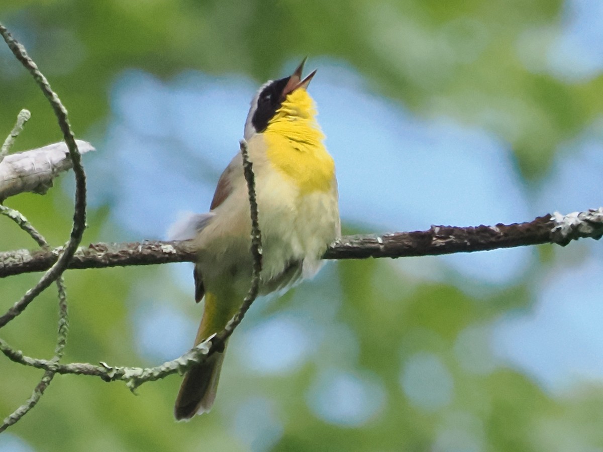 Common Yellowthroat - ML619771760