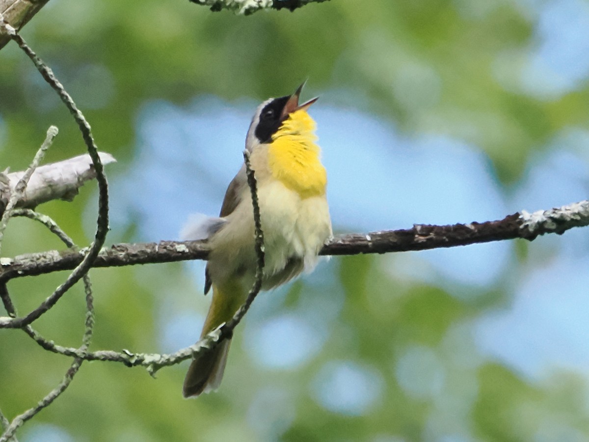 Common Yellowthroat - ML619771761