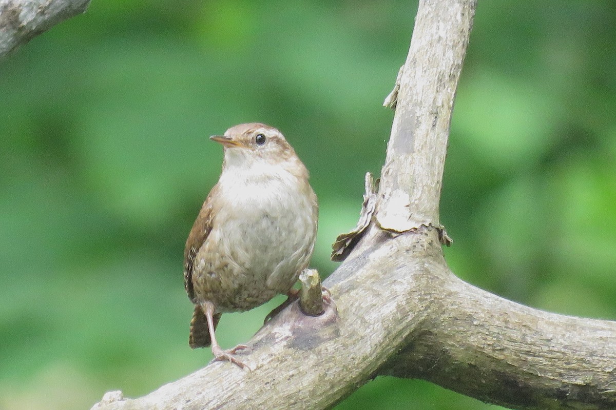 Eurasian Wren - ML619771762